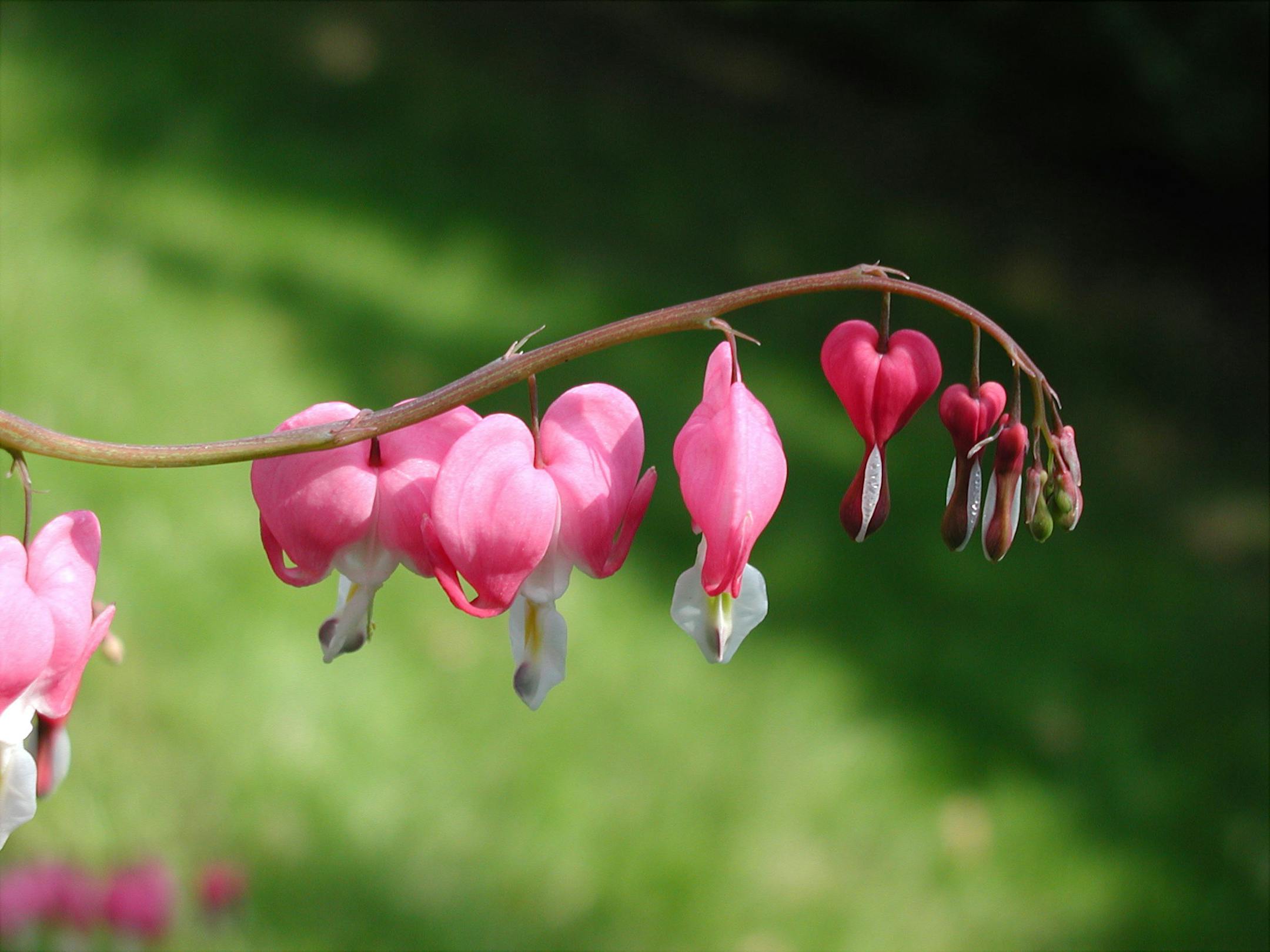 Bleeding heart photo by reader Dave Sandell for My Garden feature