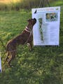 A dog checked out sketches of Inver Grove Heights’ new dog park at an open house in August 2017.