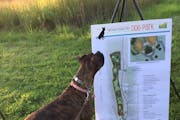 A dog checked out sketches of Inver Grove Heights’ new dog park at an open house in August 2017.