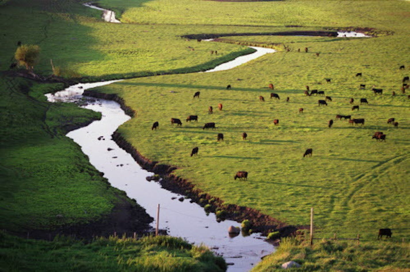 92 percent of the Minnesota River basin&#xcc;s land is agricultural, and the quality and quantity of it&#xcc;s water depend overwhelmingly on farming practices. A buffer strip of grass between the grazing cattle and the Beaver Creek could greatly filter contaminants and manure from entering the water on this farm north of Redwood Falls. Just a few miles down stream children are swimming in the water. ORG XMIT: MIN2013021810465942 ORG XMIT: MIN1501162011443629