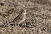 This bird was once known as McCown's longspur, but now is designated as a thick-billed longspur.