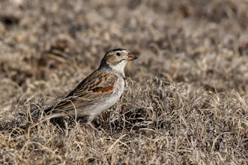 This bird was once known as McCown's longspur, but now is designated as a thick-billed longspur.