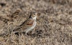 This bird was once known as McCown's longspur, but now is designated as a thick-billed longspur.
