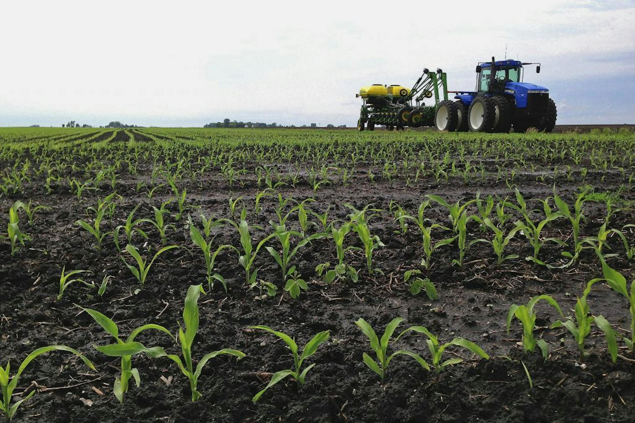 In this May 25, 2013 photo, a tractor and planter are seen in the background as recently planted corn grows on a central Illinois farm near Chandlerville, Ill. Corn growers across Illinois and the rest of the nation's midsection appear to have finally gotten their crops in the ground after an uncooperative, storm-prone spring left them weeks behind schedule. The U.S. Department of Agriculture's weekly crop progress report shows 95 percent of the nation's corn crop had been sown as of Sunday, Jun