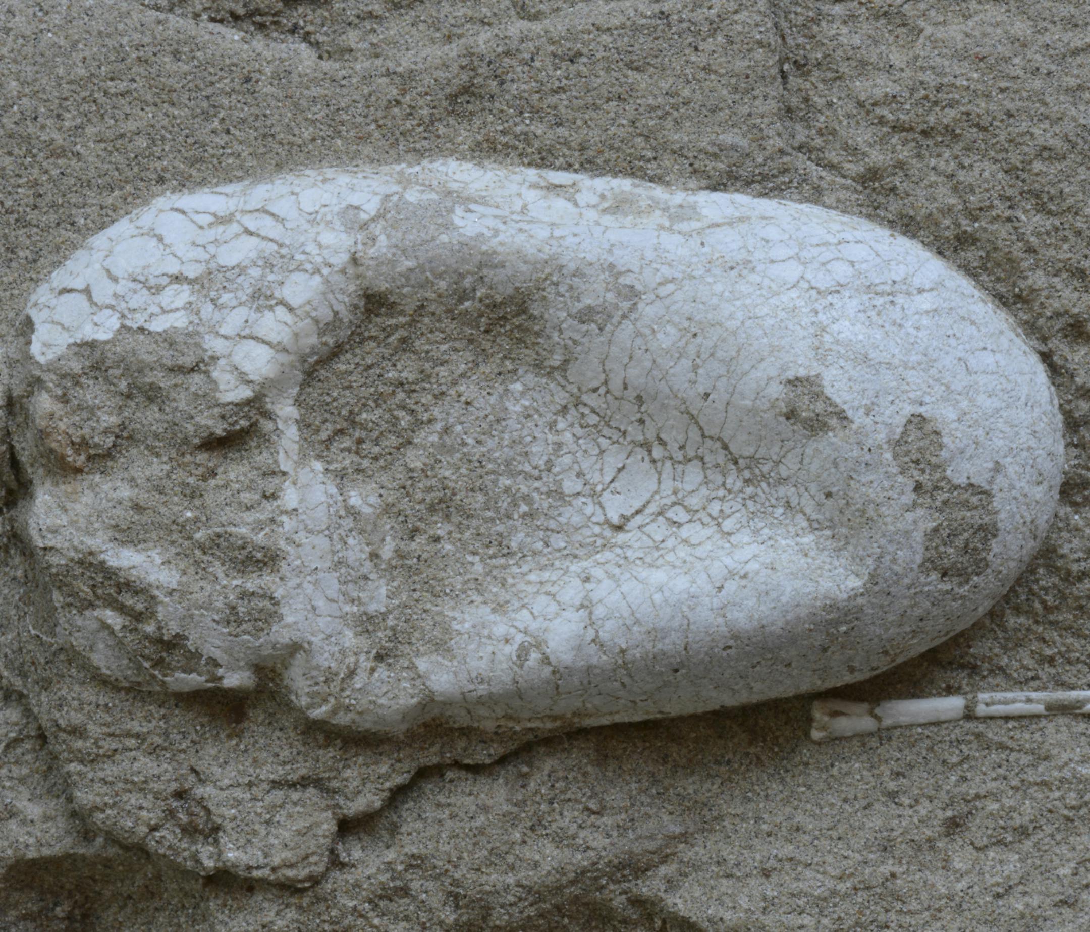 A fossilized pterosaur egg, in an undated handout photo. The discovery of intact eggs, along with dozens of pterosaur fossils, in China suggests that the creatures nested in large groups. (Maurilio Oliveira via The New York Times) -- NO SALES; FOR EDITORIAL USE ONLY WITH STORY SLUGGED SCI WATCH BY SINDYA N. BHANOO. ALL OTHER USE PROHIBITED. ORG XMIT: XNYT48