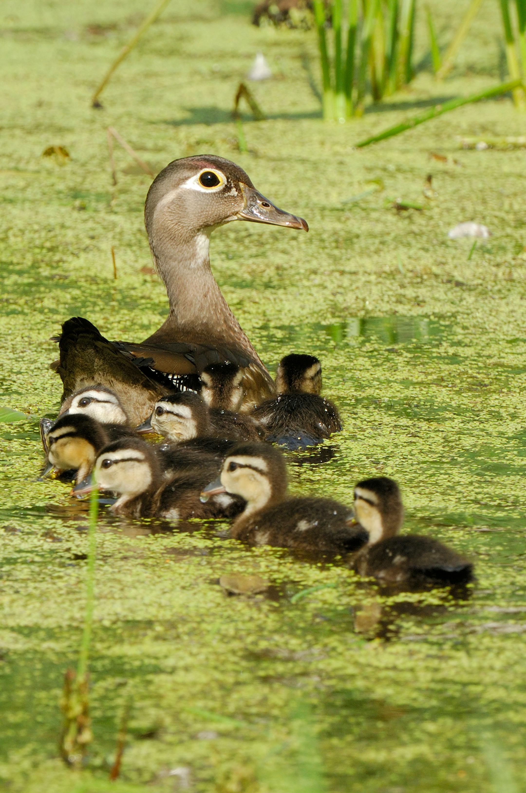 DO NOT USE! ONE-TIME USEAGE WITH BILL MARCHEL COPY ONLY! A hen wood duck with a brood of ducklings is ever vigilant. At the slightest hint of danger, she and her brood will scamper for cover.