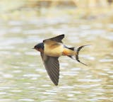 A barn swallow flies over water.