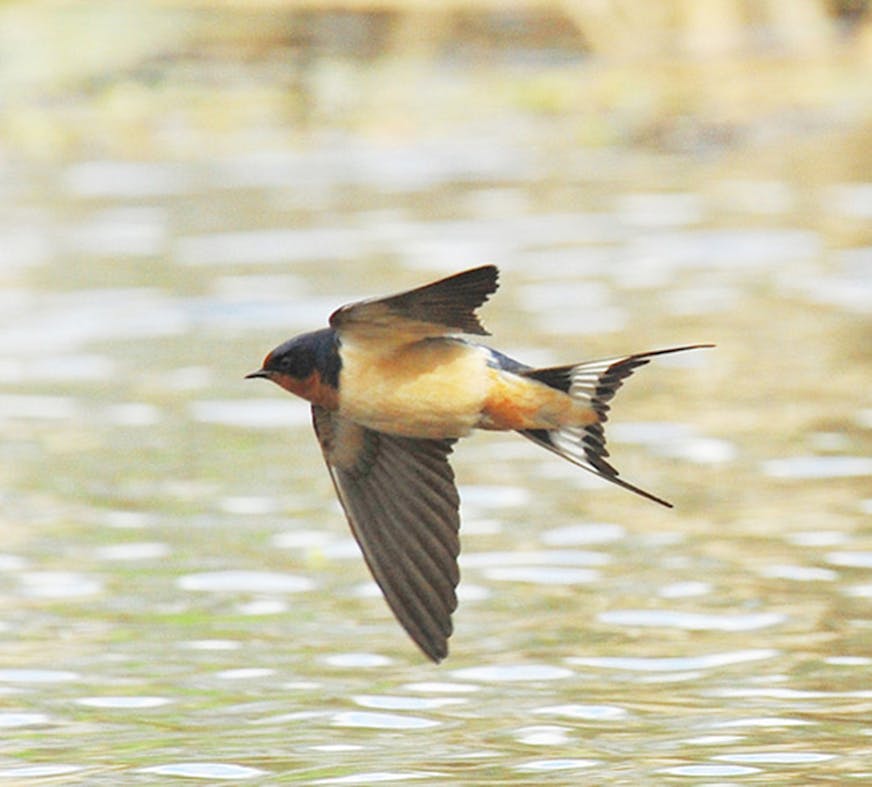 A barn swallow flies over water.