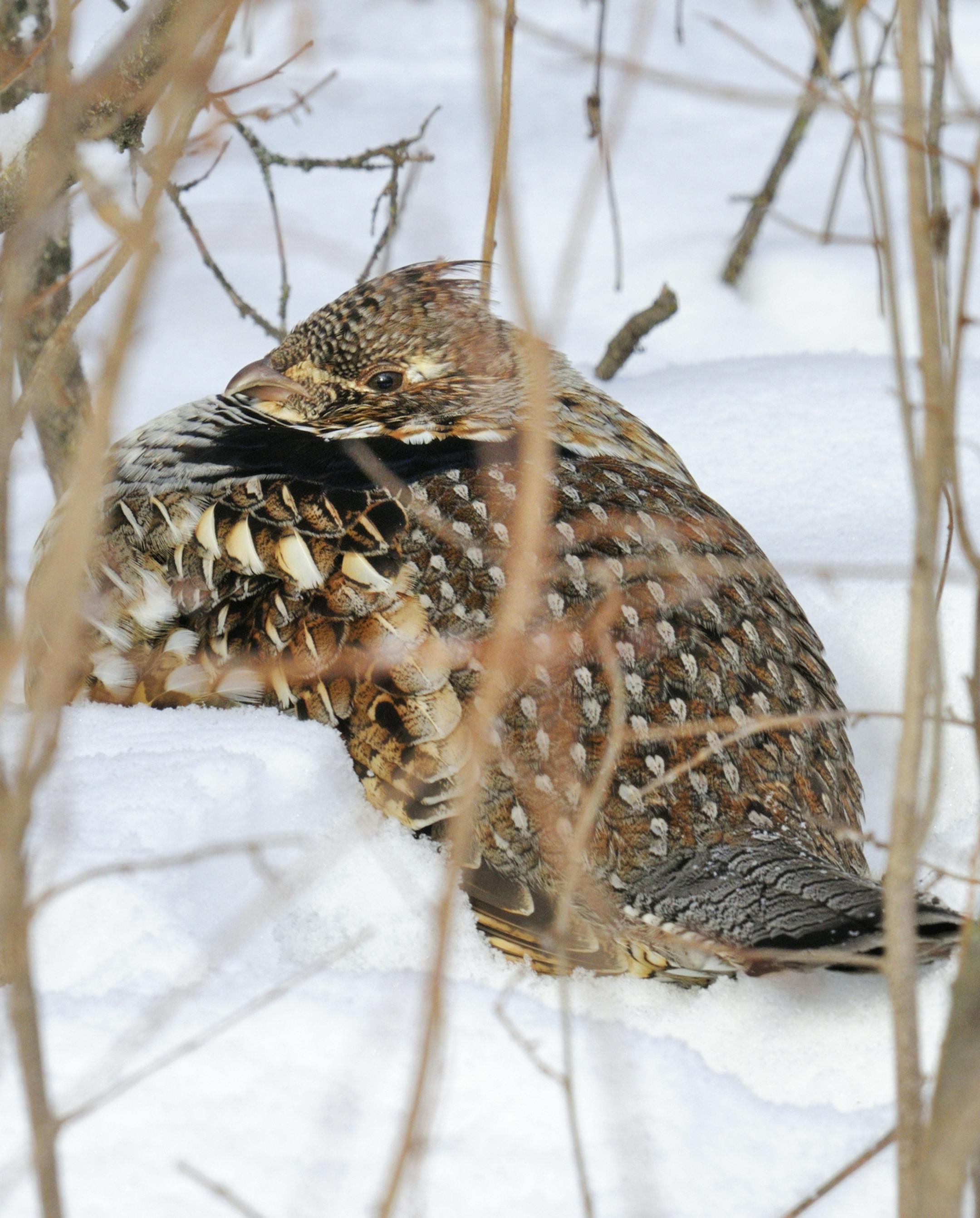 A ruffed grouse puffs its feathers against the cold as it sits in snow on a sunny winter day. To survive the cold, grouse often burrow deeply into snow, burying themelves entirely.