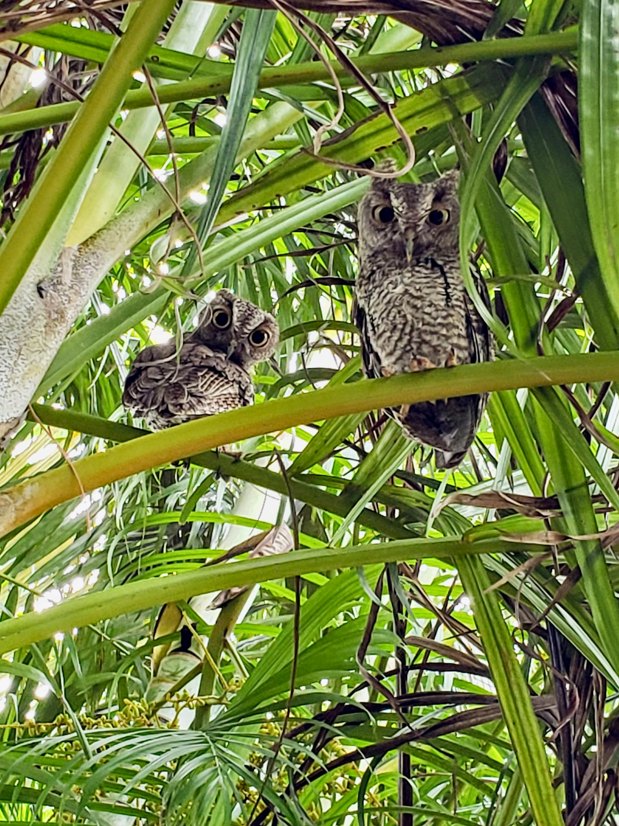 Fran Kugel photo: Young Florida screech owlets. ONE TIME USE WITH VAL's COLUMN