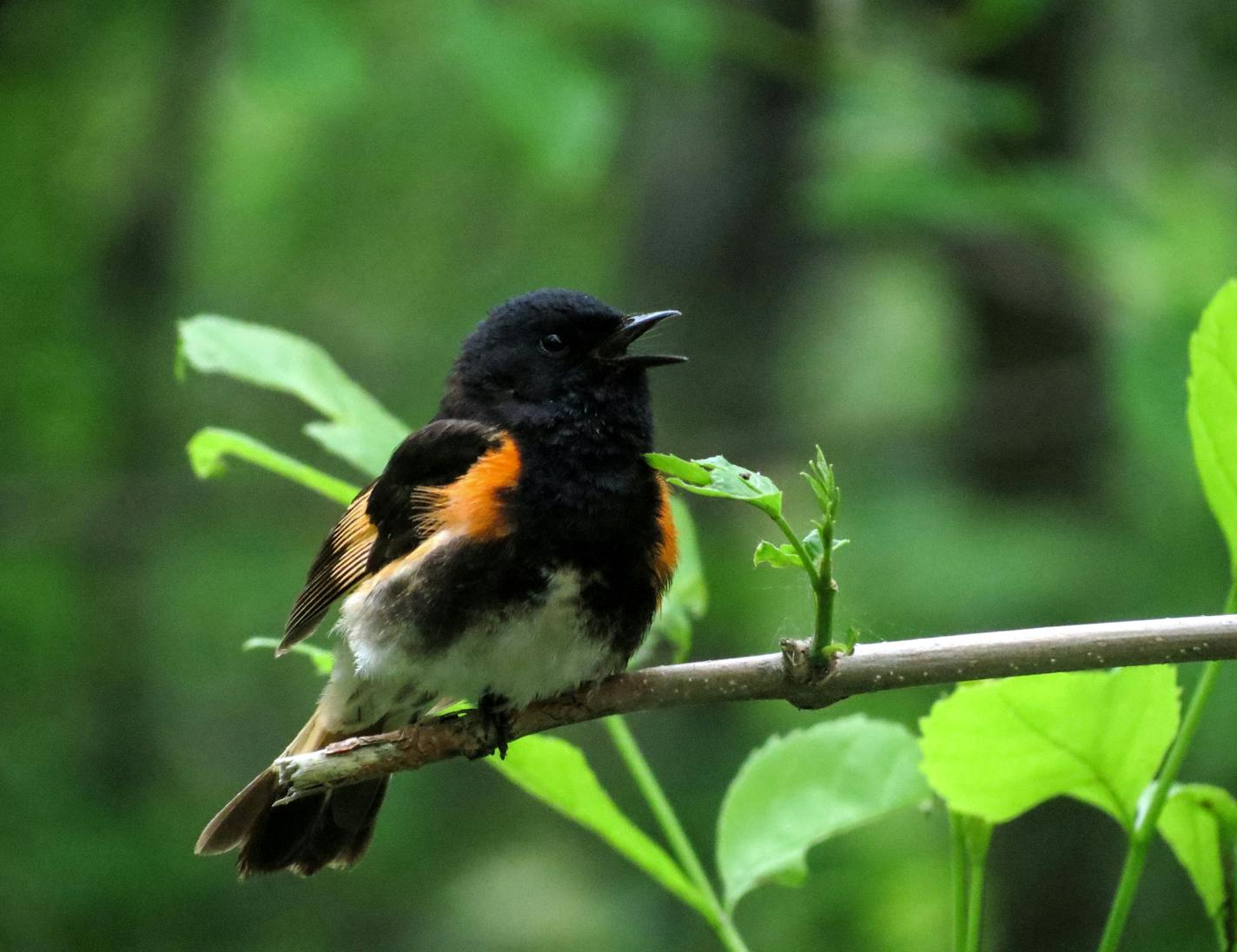 Rich Hoeg, Special to the Star Tribune Day #154, American Redstart on the Western Waterfront Trail (St. Louis River in Duluth, Minnesota) One often finds warblers in abundance, including this American Redstarts, along the Western Waterfront Trail in Duluth (St. Louis River)