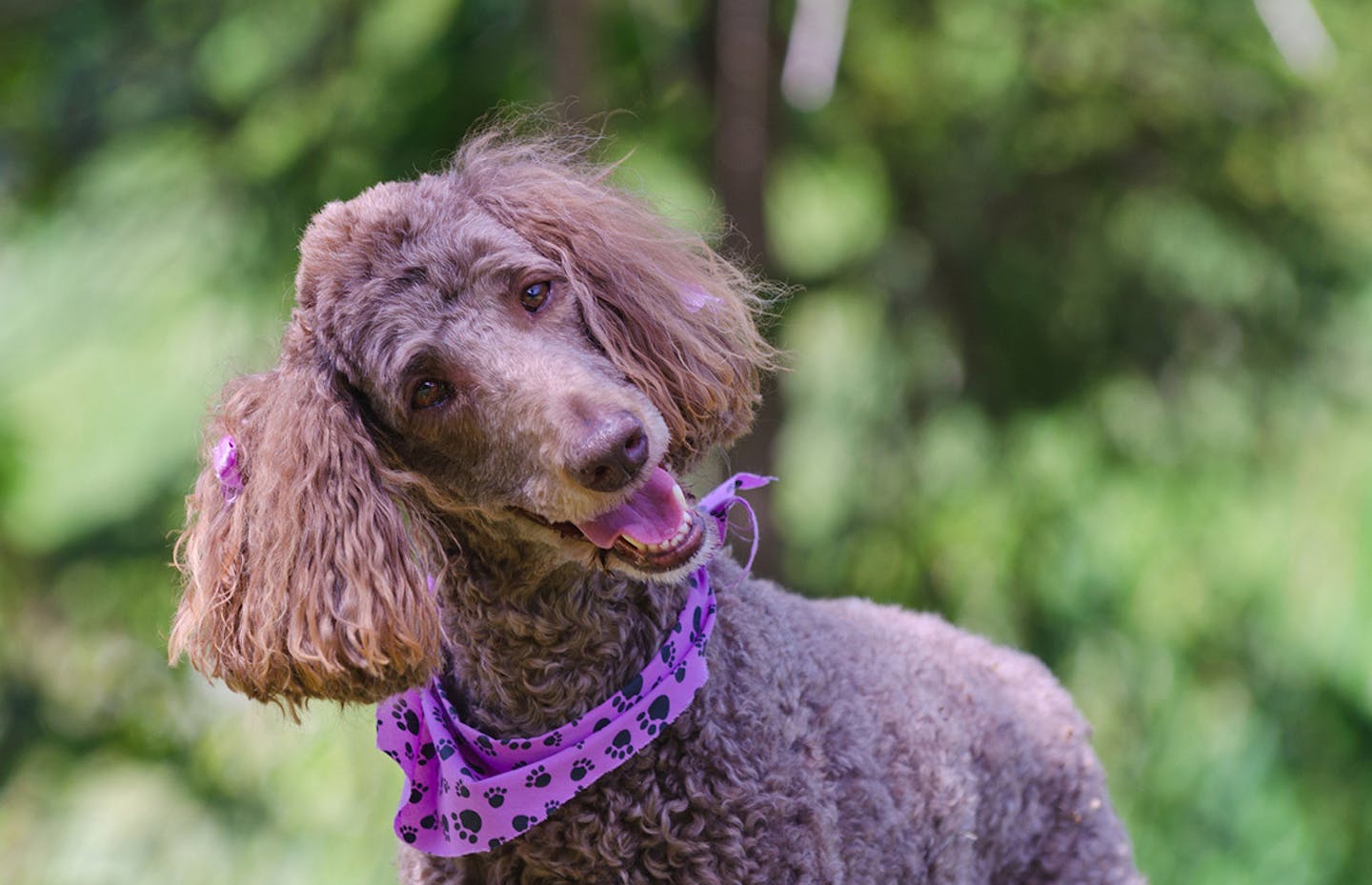 Curly hair best sale dog names