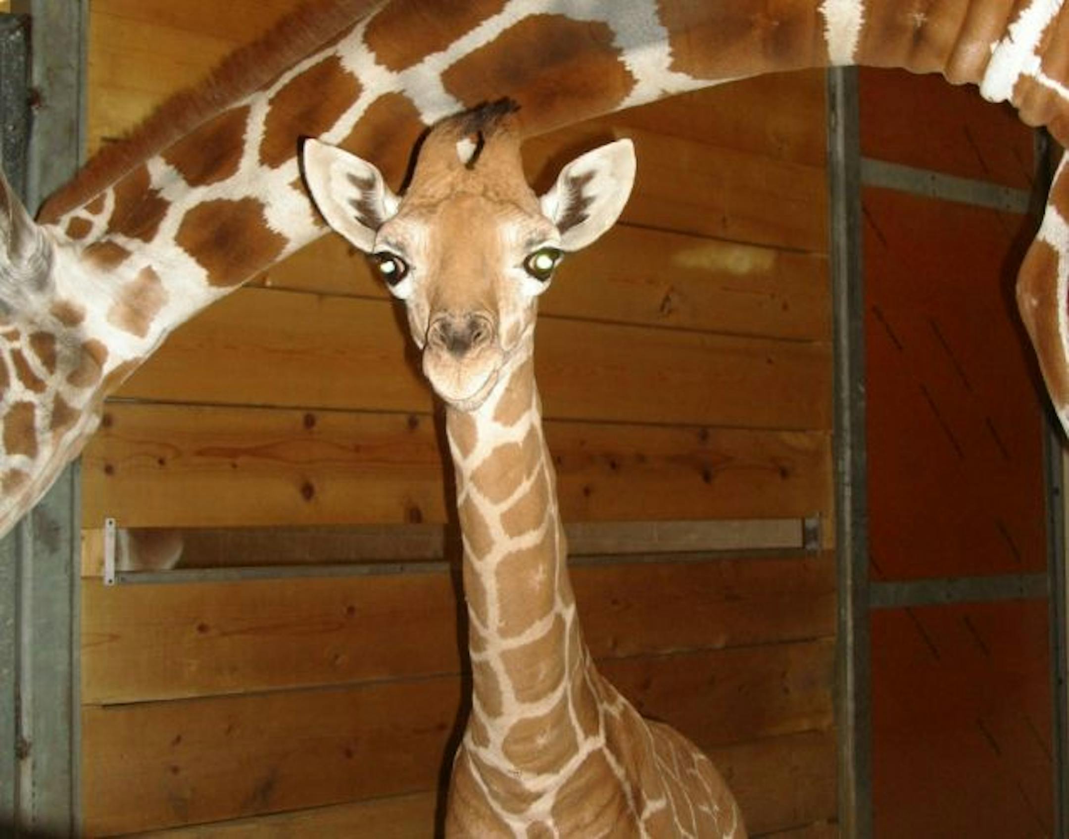 Jahari Jr.