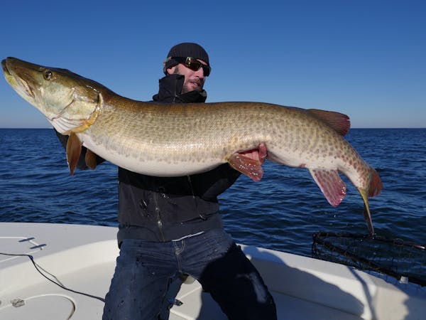 Robert Hawkins, owner of Bob Mitchell's Fly Shop, with the 57-inch muskie he caught on a fly while fishing on Lake Mille Lacs on Monday.