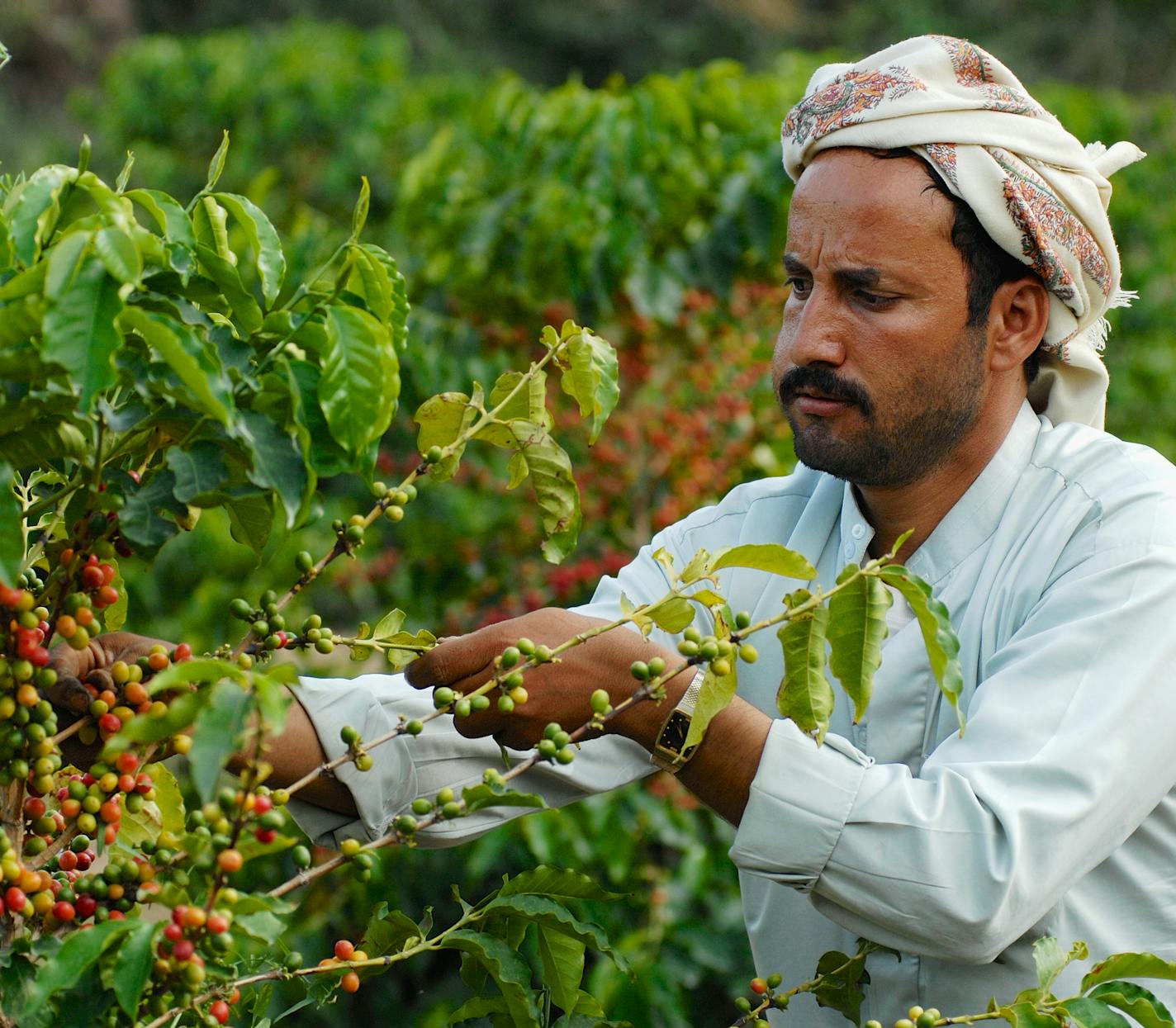 Taizz, Yemen - September 17, 2006: Unidentified yemeni farmer collects arabica coffee beans at the plantation in Taizz, Yemen.