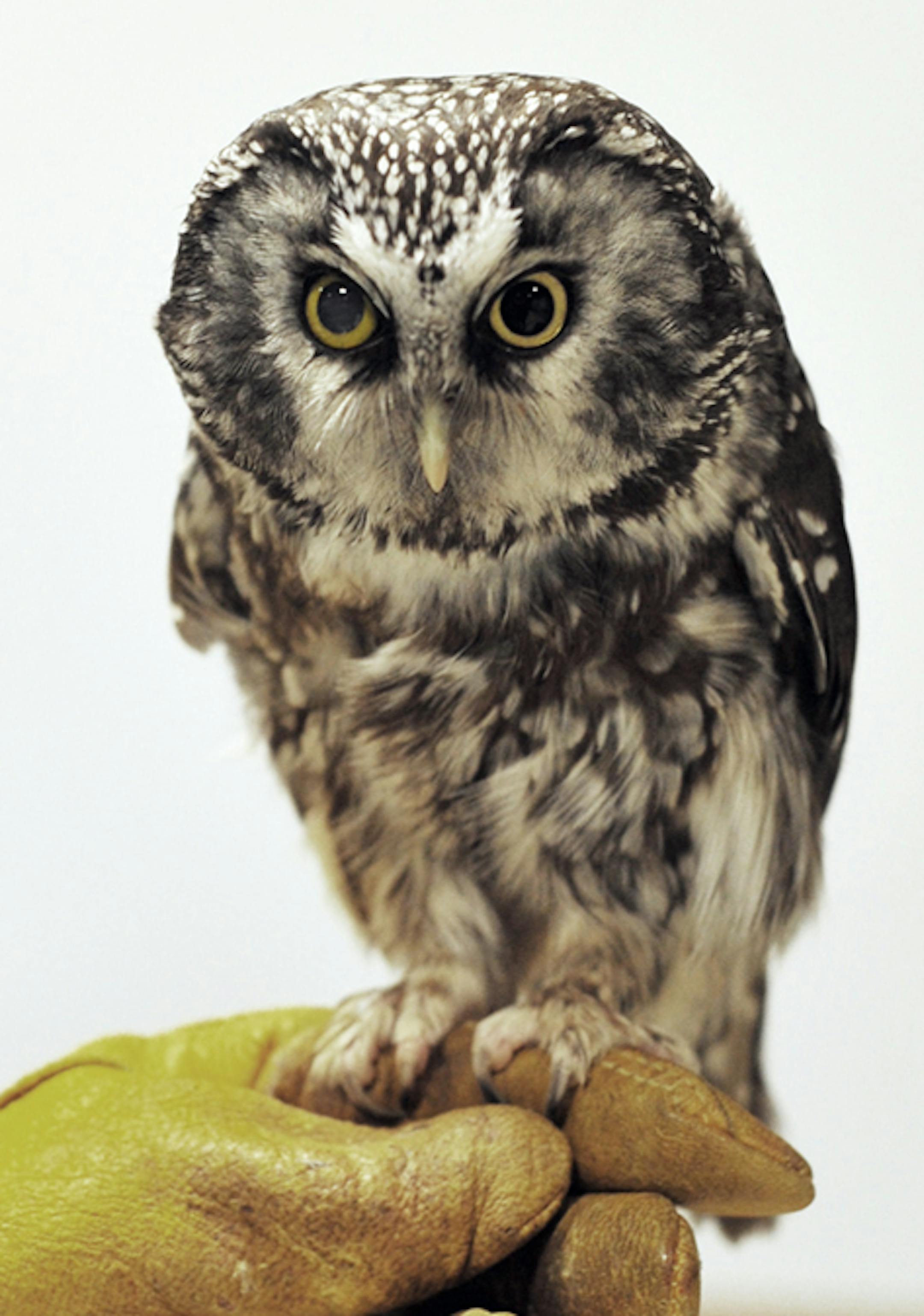 Jim Williams This is a Boreal Owl kept at the Raptor Center, used for education programs. It is blind in its right eye.