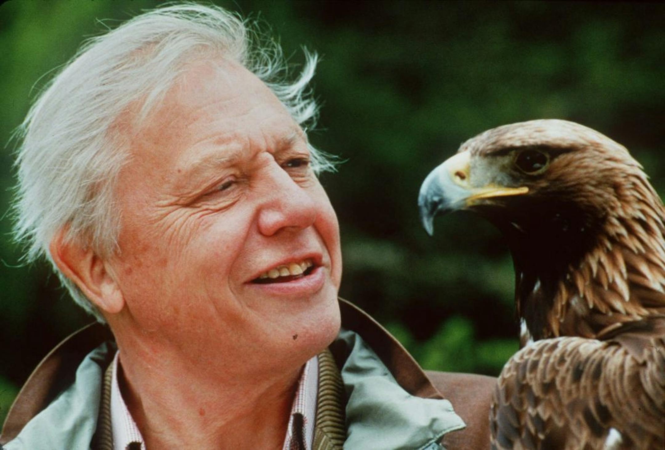 FILE - In this undated file photo from the Public Broadcasting Service, British naturalist David Attenborough faces a Golden Eagle. British naturalist Sir David Attenborough has been awarded, Thursday, June 4, 2009 one of Spain's prestigious Prince of Asturias prizes for his "great contributions to the defense of life and conservation of our planet."