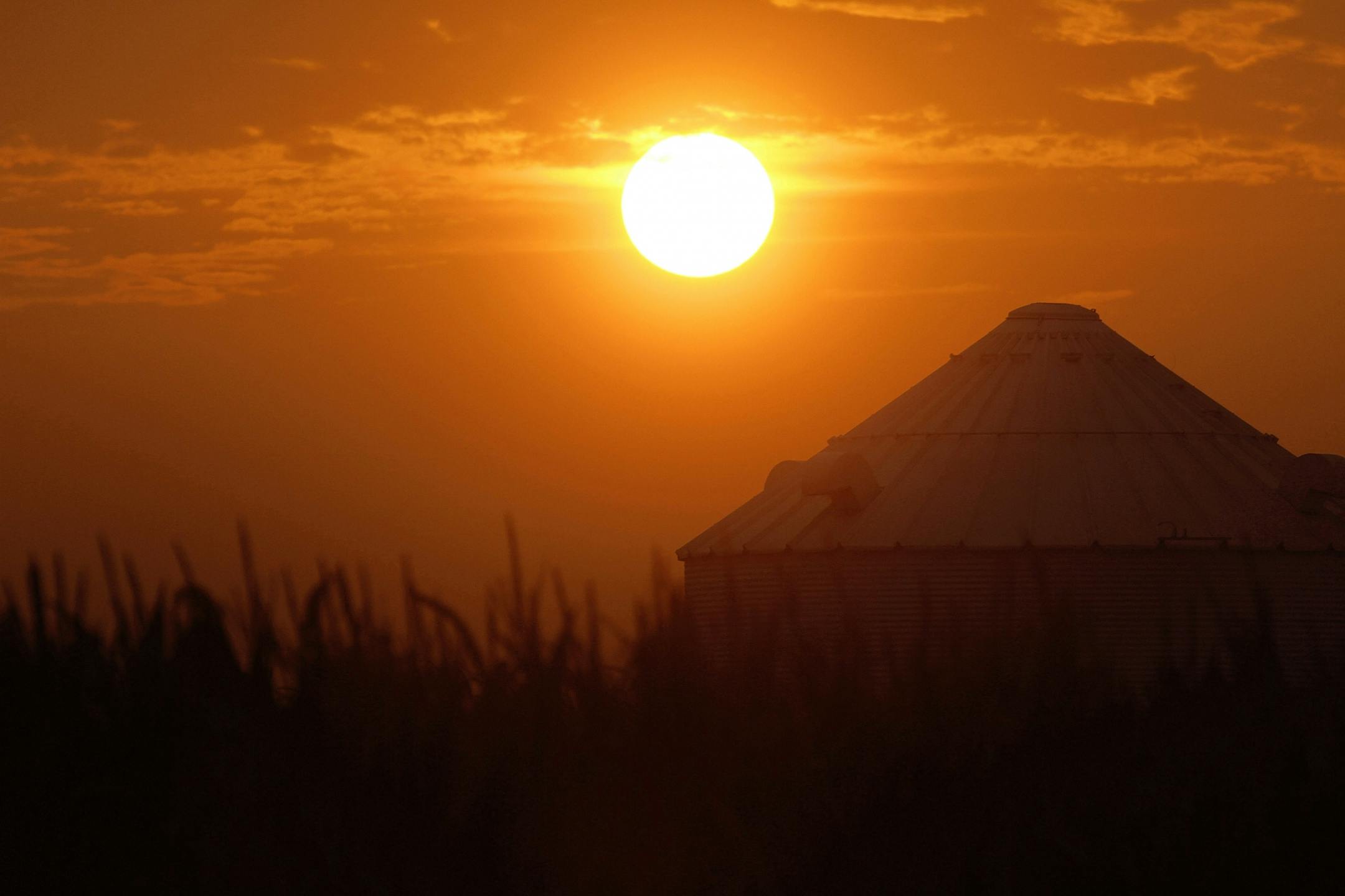 The sun rises over grain bins and a drought struggling corn crop Saturday, Aug. 4, 2012 in Ashland, Ill. The latest U.S. Drought Monitor survey shows an increase in extreme drought conditions in four Plains states. The wide economic impact of this year's drought on crops has yet to be seen but some cattle farmers are already selling off their livestock rather than endure the higher cost of feed.