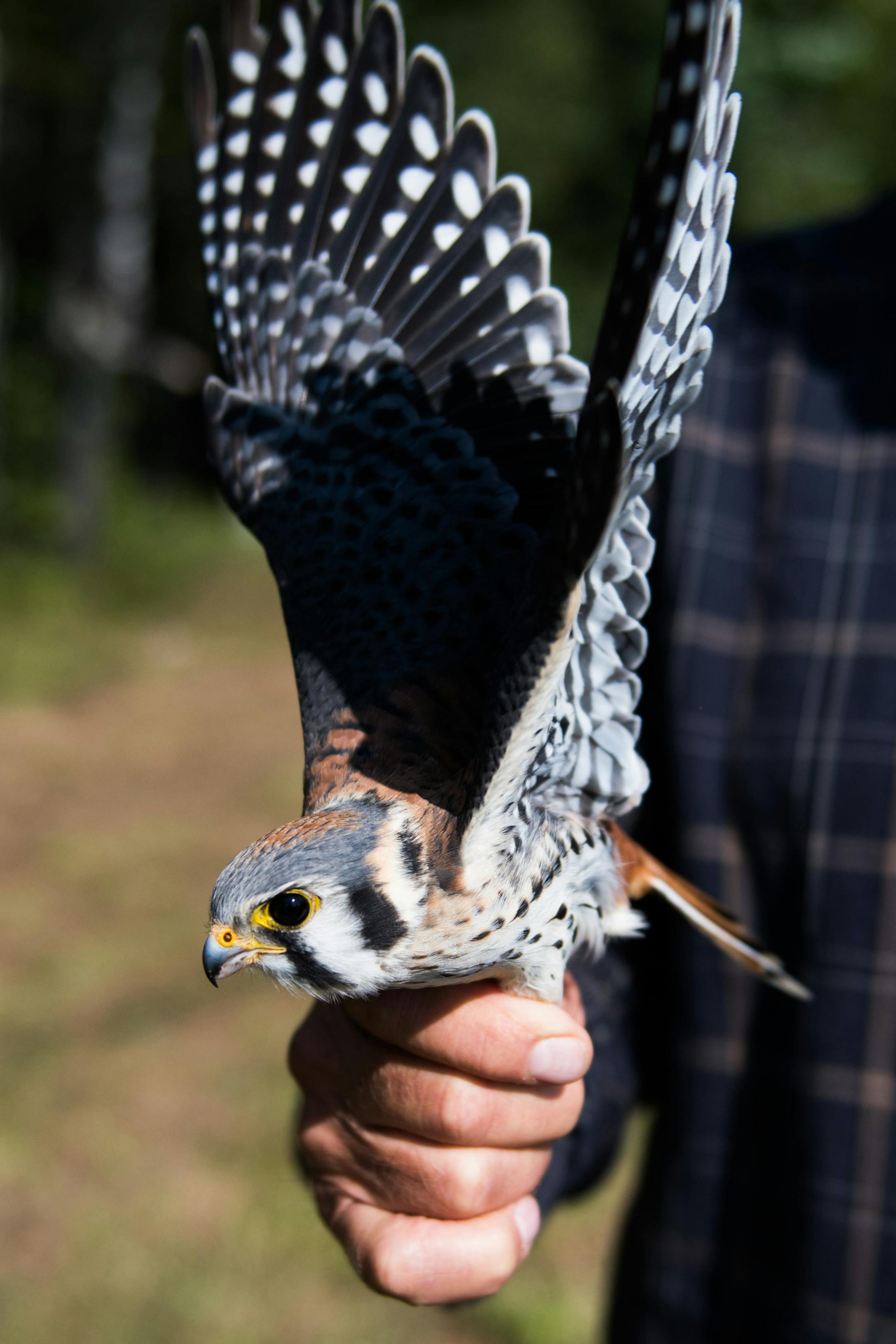 An American Kestrel. ] MARK VANCLEAVE • mark.vancleave@startribune.com * Frank Taylor and his wife Trudi have been catching, banding and releasing hawks from the same field near Knife River for 48 years. Photographed Sunday, Sept. 10, 2017.