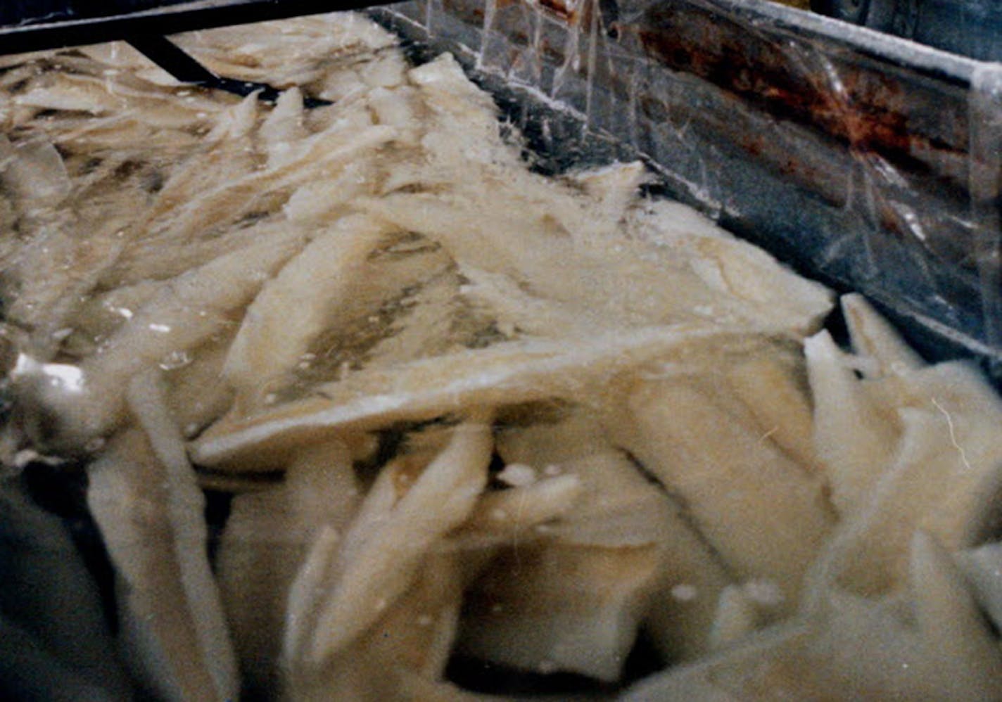 In this Star Tribune file photo, Day Fish employees David Bolling and Hjelmer Swanson trimmed and packed fillets from large soaking tanks. Demand for lutefisk is down in the pandemic, but loyal customers still make the trek to Day, Minn.