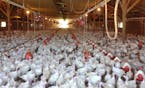 In this photo provided by Bethany Hahn is a flock of turkeys at a Minnesota poultry farm. The country&#xed;s poultry industry may have to live with a 