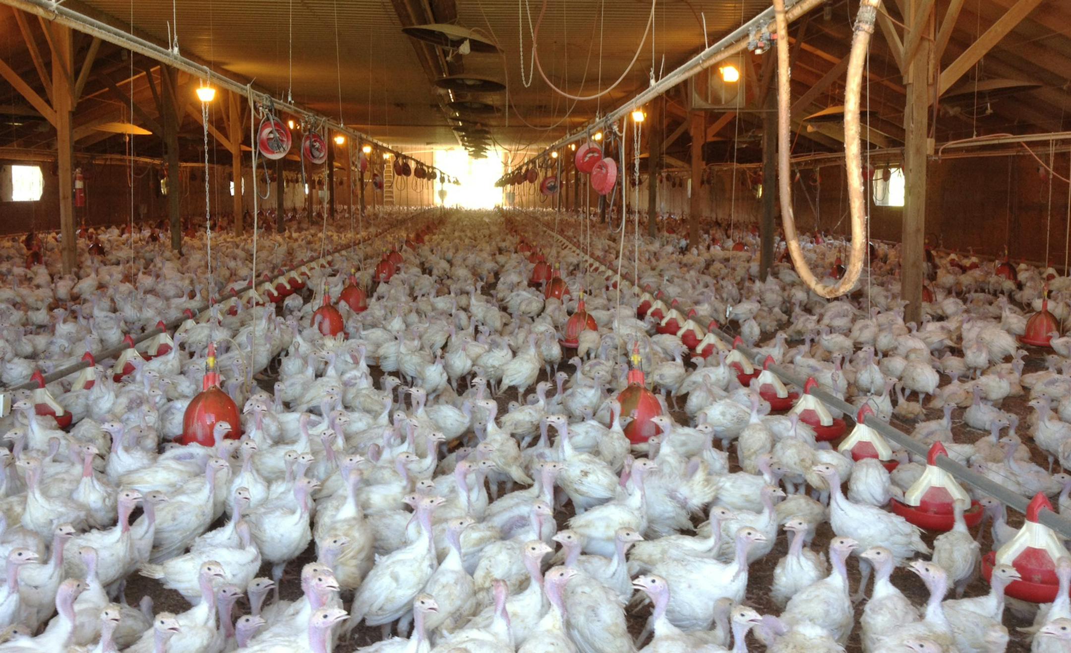 In this photo provided by Bethany Hahn is a flock of turkeys at a Minnesota poultry farm. The countryís poultry industry may have to live with a deadly bird flu strain for several years, the U.S. Department of Agricultureís chief veterinary officer said Thursday, April 16, 2015 on a visit to Minnesota, the state hit hardest by outbreaks that have cost Midwest producers over 2 million turkeys and chickens. (Bethany Hahn via AP)