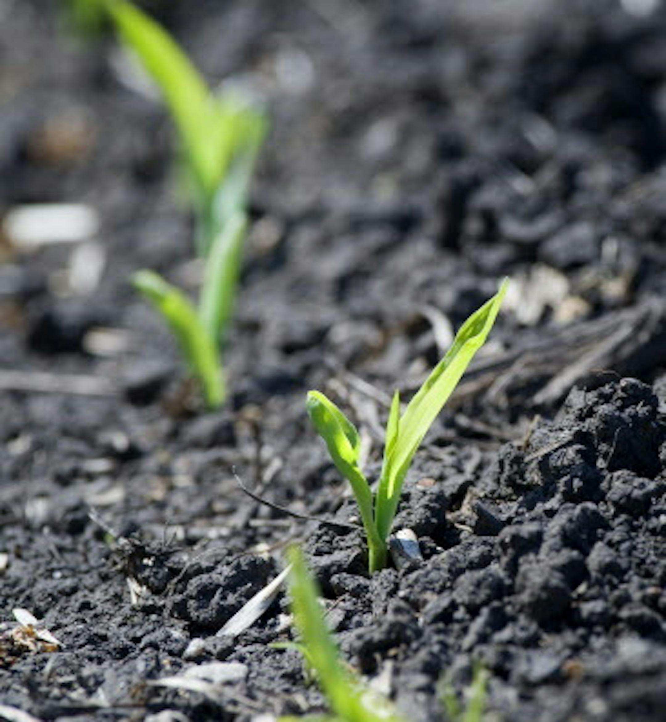 GLEN STUBBE • gstubbe@startribune.com -- Wednesday, April 28, 2010 -- Nicollet, Minn. -- ] Rick Grommersch grows much of the corn fed the hogs on his Nicollet, MN farm. He was optimistic for the growing season and said this was the earliest his corn crop had ever emerged from the soil which will give a longer growing season and hopefully a higher yield.