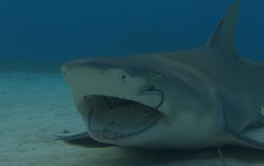 Bahamas: Lemon Shark with open mouth getting its mouth cleaned. The scene is about shark's teeth, how each shark is different and how each shark uses 