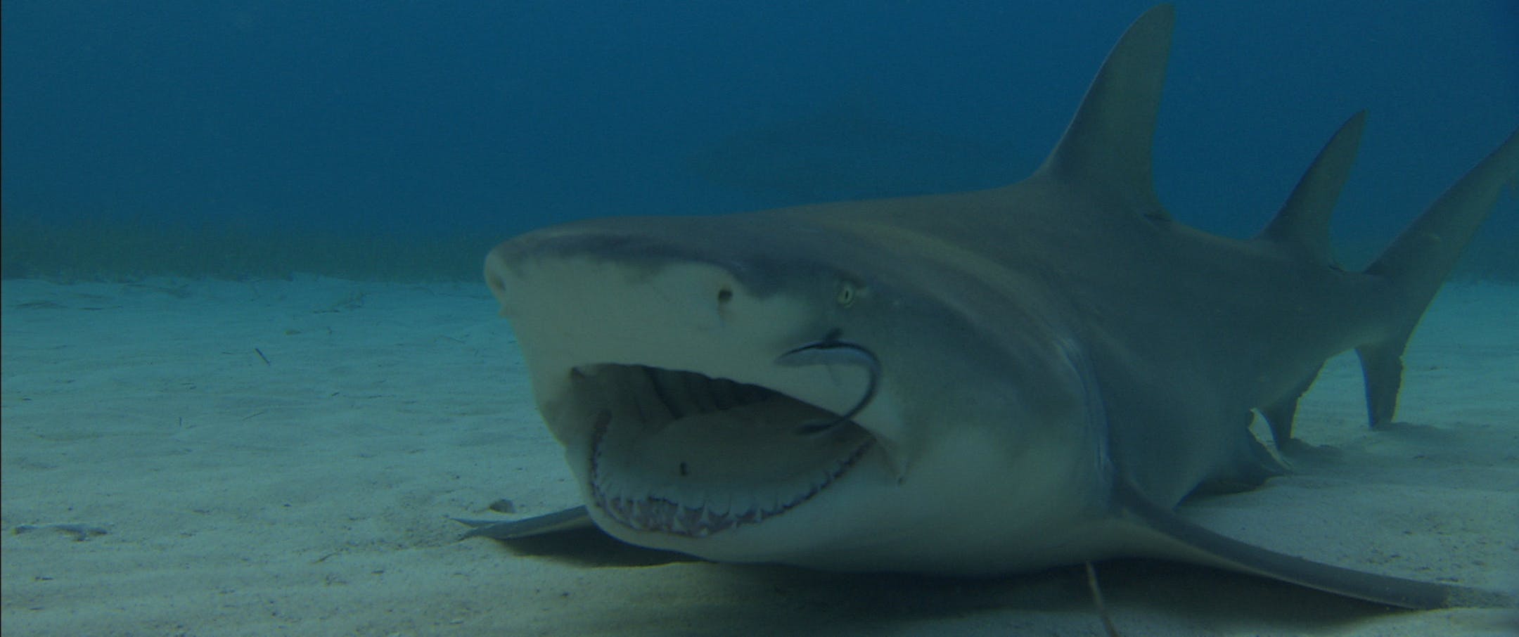 Bahamas: Lemon Shark with open mouth getting its mouth cleaned. The scene is about shark's teeth, how each shark is different and how each shark uses its teeth to hunt prey. (Photo credit: &#xa9; National Geographic Channels / Bob Cranston) ORG XMIT: Table Mountain Films