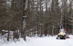 Volunteer Mark Helmer groomed ski trails from the back of his snowmobile last January at Korkki Nordic Center, between Duluth and Two Harbors. The net