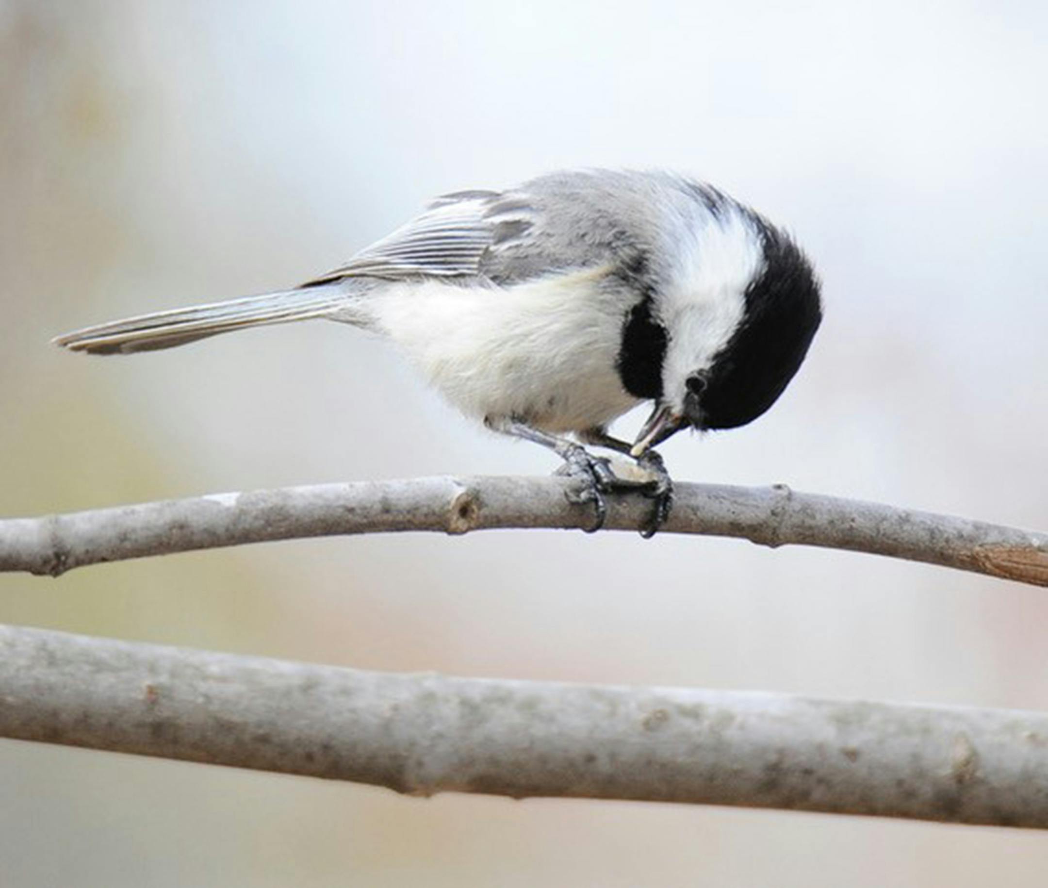A black-capped chickadee holds a seed between its feet and pecks at a seed while perched on a branch.