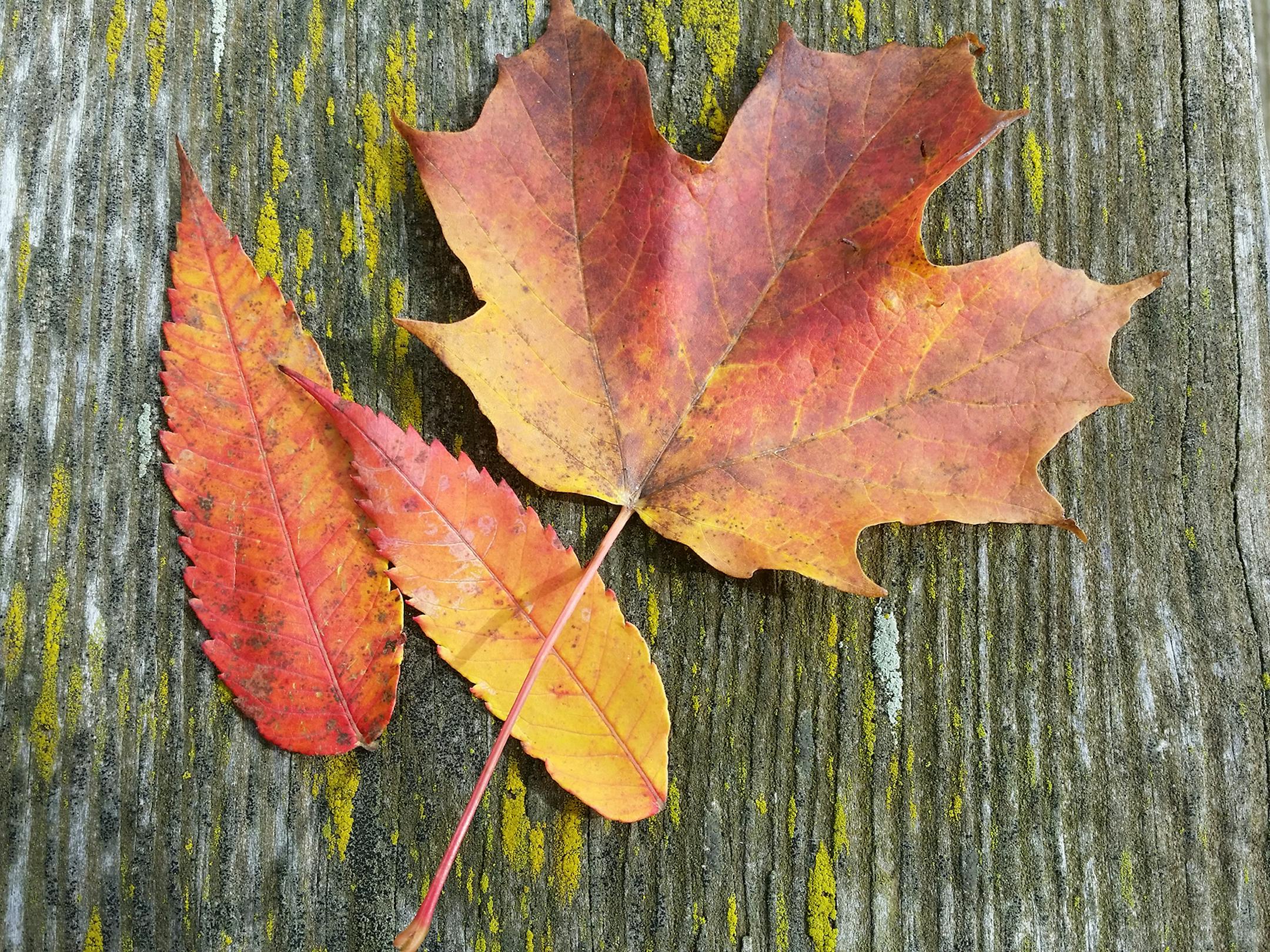 Mary Buzan
A few weeks back I took the day off work and took the dog with me up to Moose Lake State Park. It wasn't the greatest weather, but it was nice to get out and turn our attention to the simpler (yet astounding) things in life.