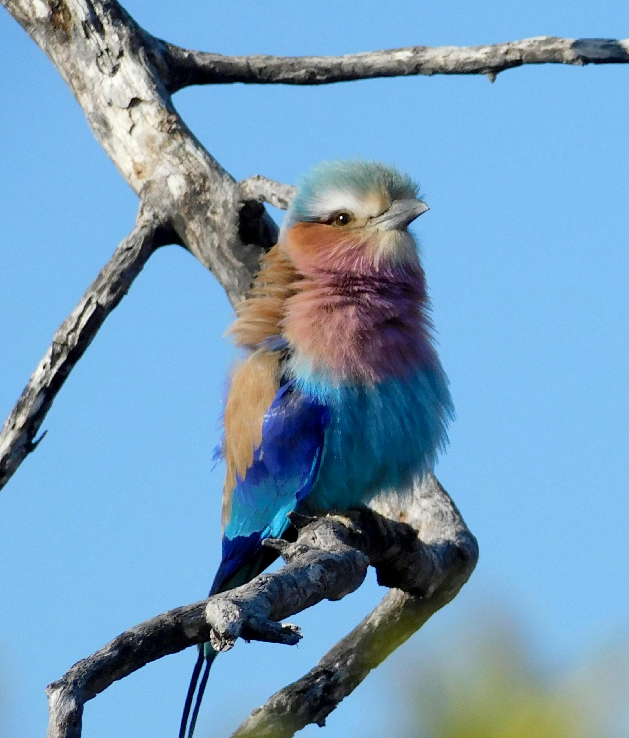I am thrilled that you have selected one of my African photos to appear in the newspaper's Travel section. Below, I have answered your questions: Can I have your name as you would like it to appear in print, and the town in which you live?
Trudi Juncker
Minneapolis, MN Where were you when you took this photo? What does it show?
On a game drive in the Okavango Delta in Botswana. The photo shows a Lilac-Breasted Roller, a bird common to southern Africa. What equipment did you use—a phone or