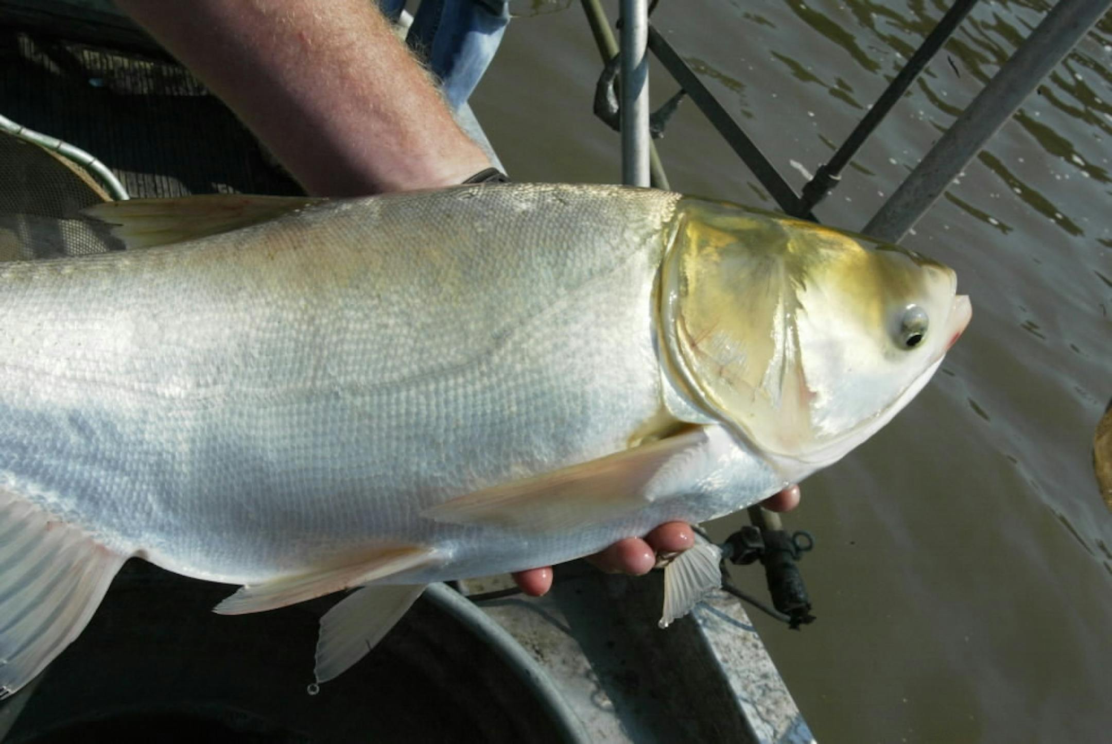 A silver carp pulled from Illinois River.