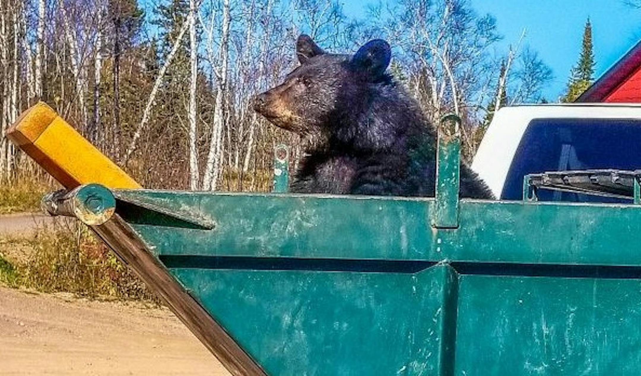 A bear used a makeshift ladder to get out of a dumpster on the North Shore.