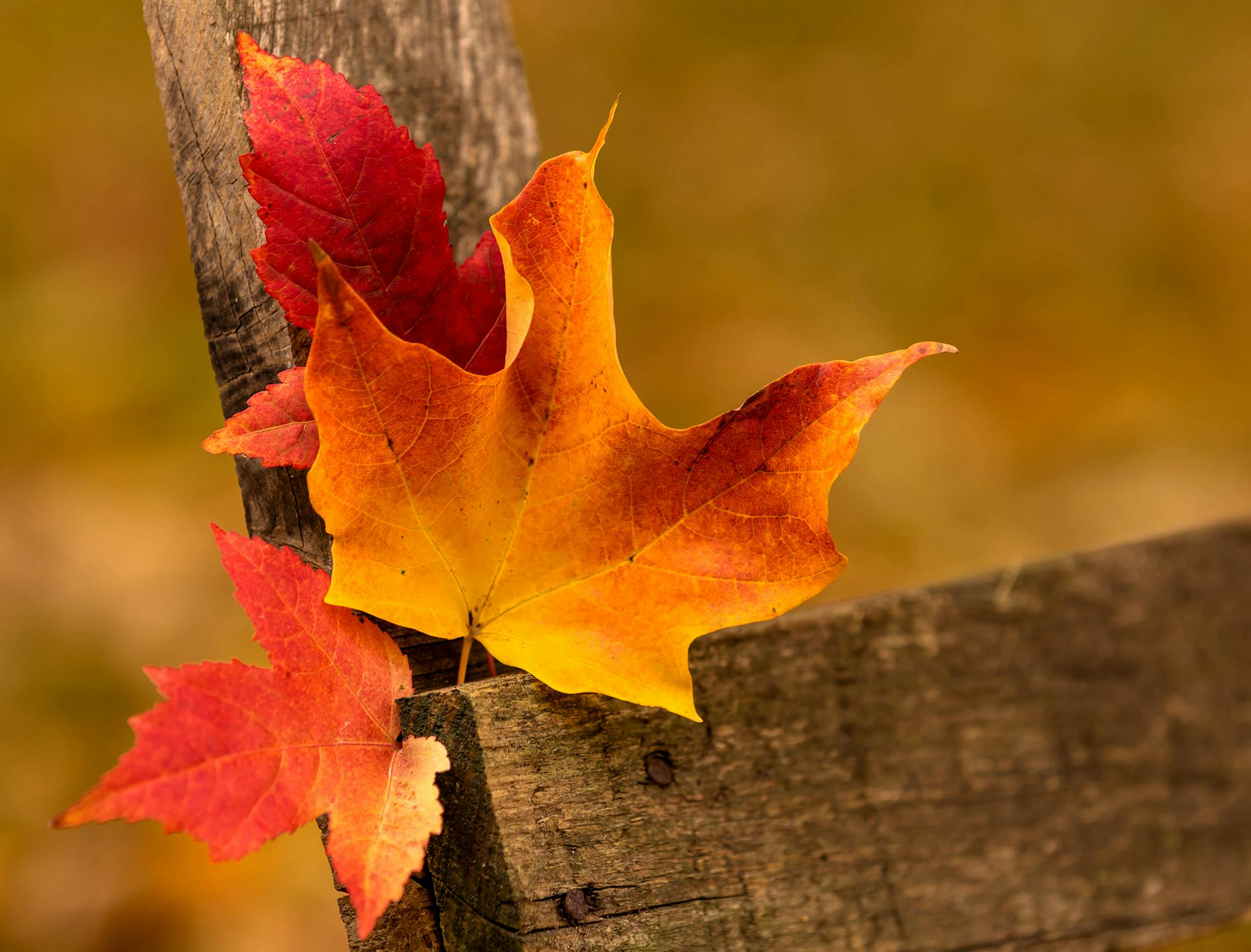 Stu Bernu, Brooklyn Park; Backyard garden fence