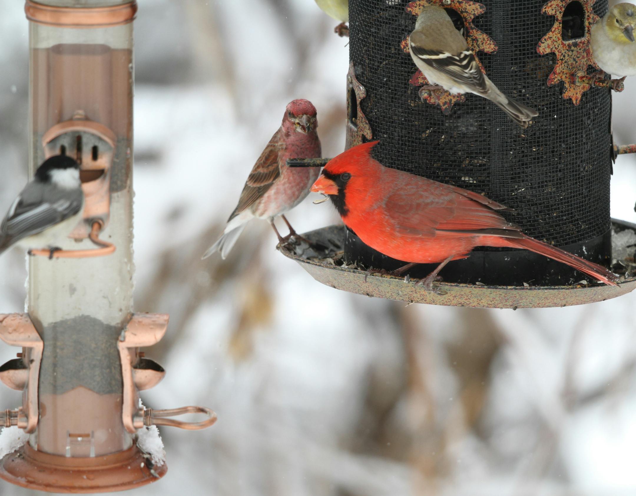 Photo by Don Severson A group made up of several species, including a chickadee, purple finch, goldfinches, a cardinal and tree sparrow, feeds contentedly at clean feeders.