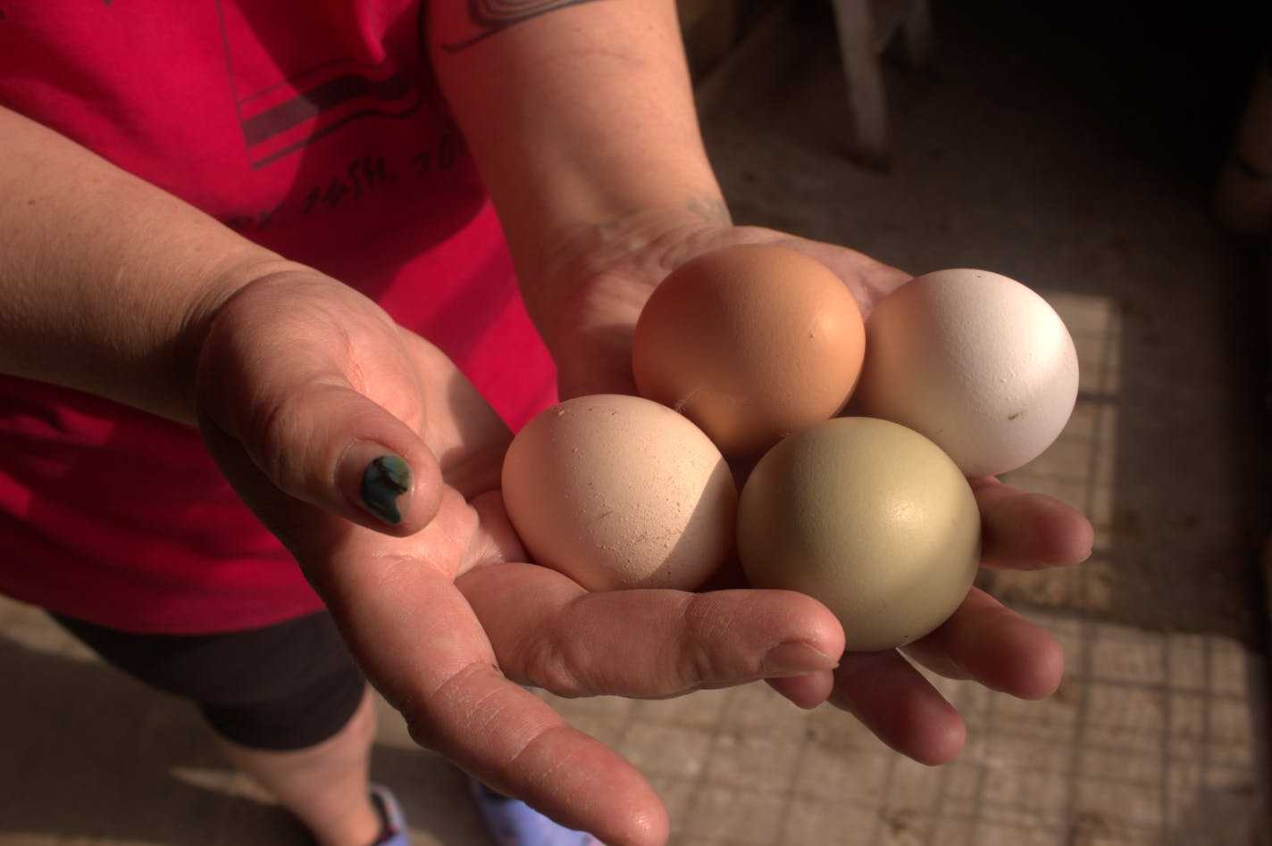 St. Paul resident Miranda Meyer shows eggs collected from her backyard chicken coop. Meyer started the coop out of need for herself and others, but is now fighting against the city's chicken permit requirements.