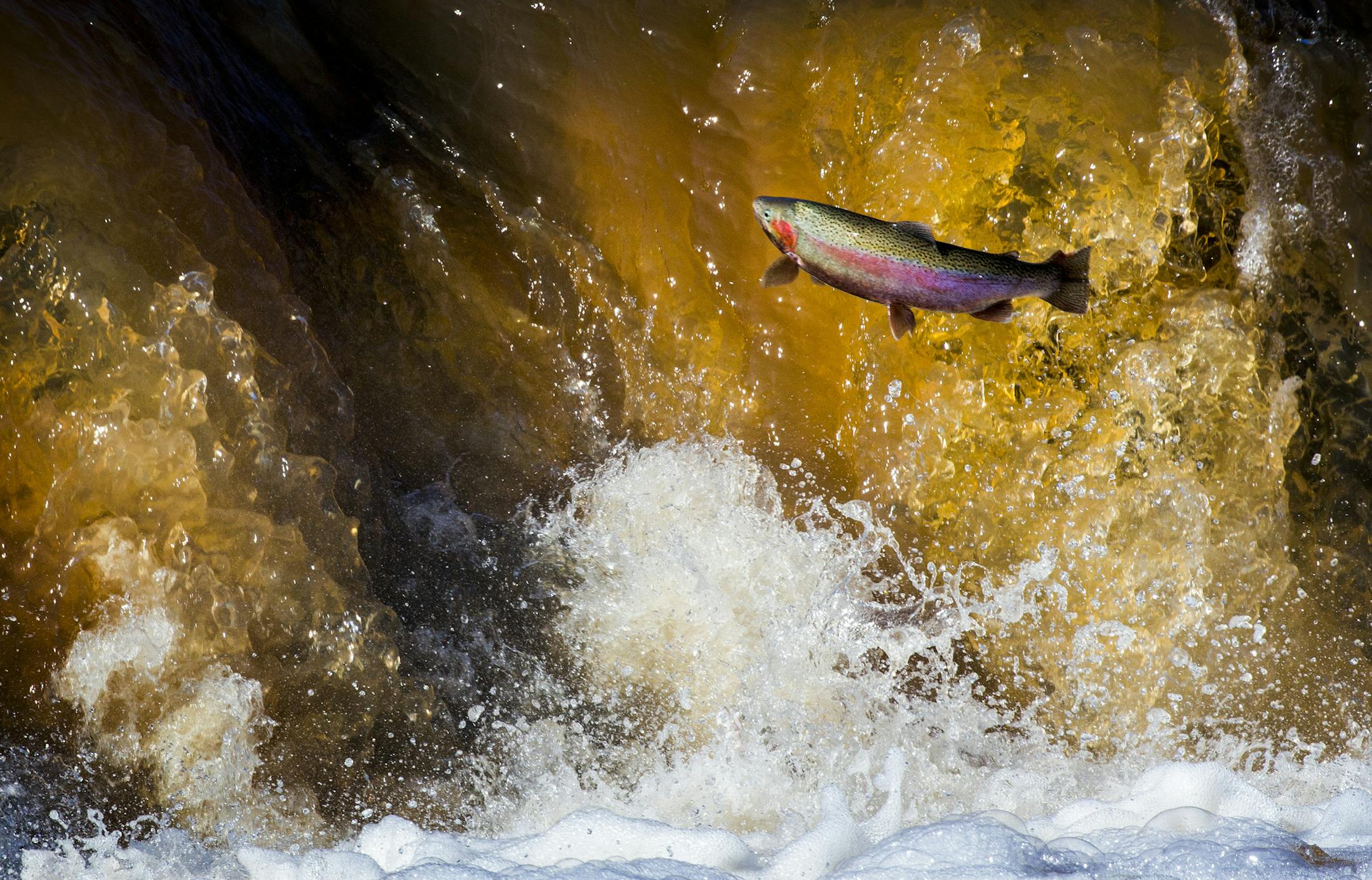 A steelhead trout tries to jump the falls along the Knife River in late April. ] Spring is waterfall season on the North Shore of Lake Superior. Brian.Peterson@startribune.com North Shore, MN - 05/17/2016
