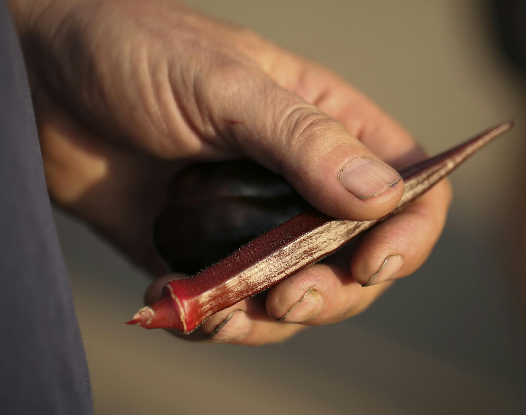 Paul Garding held Red Okra that grew in the West African Edible Streetscape container. ] JEFF WHEELER • jeff.wheeler@startribune.com Urban Oasis, a sustainable food center, hosted a walking tour of its "Edible Streetscapes" project in St. Paul Wednesday evening, July 20, 2016. A series of ten planters along East 7th St. showcase various food traditions from this area in St. Paul.