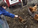 Backyard chickens have been allowed in Minneapolis for several years.