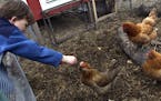 Backyard chickens have been allowed in Minneapolis for several years.