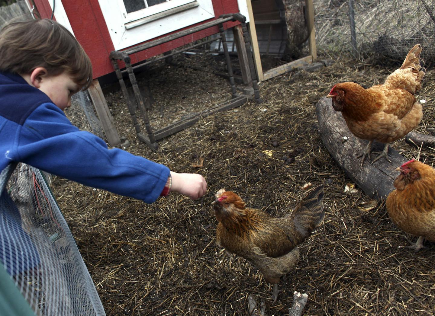 Backyard chickens have been allowed in Minneapolis for several years.