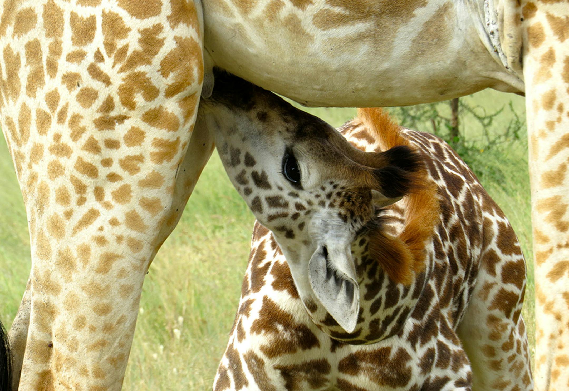 The photographer: Linda Berman of Edina. The scene: Berman captured this intimate scene during a safari in the Serengeti in January. "It was an unforgettable experinece, combining my love of nature, animals and photography.," she wrote in an email. "I was struck by the wonders and beauty of nature, nurture and survival--plus how lucky I was to get the shot," she added. viewfinders 2015