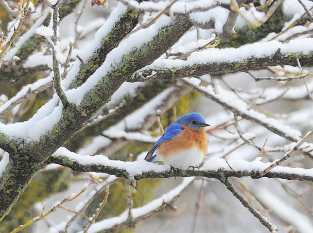 This Eastern bluebird found a snowy welcome in Minnesota a few years ago. 