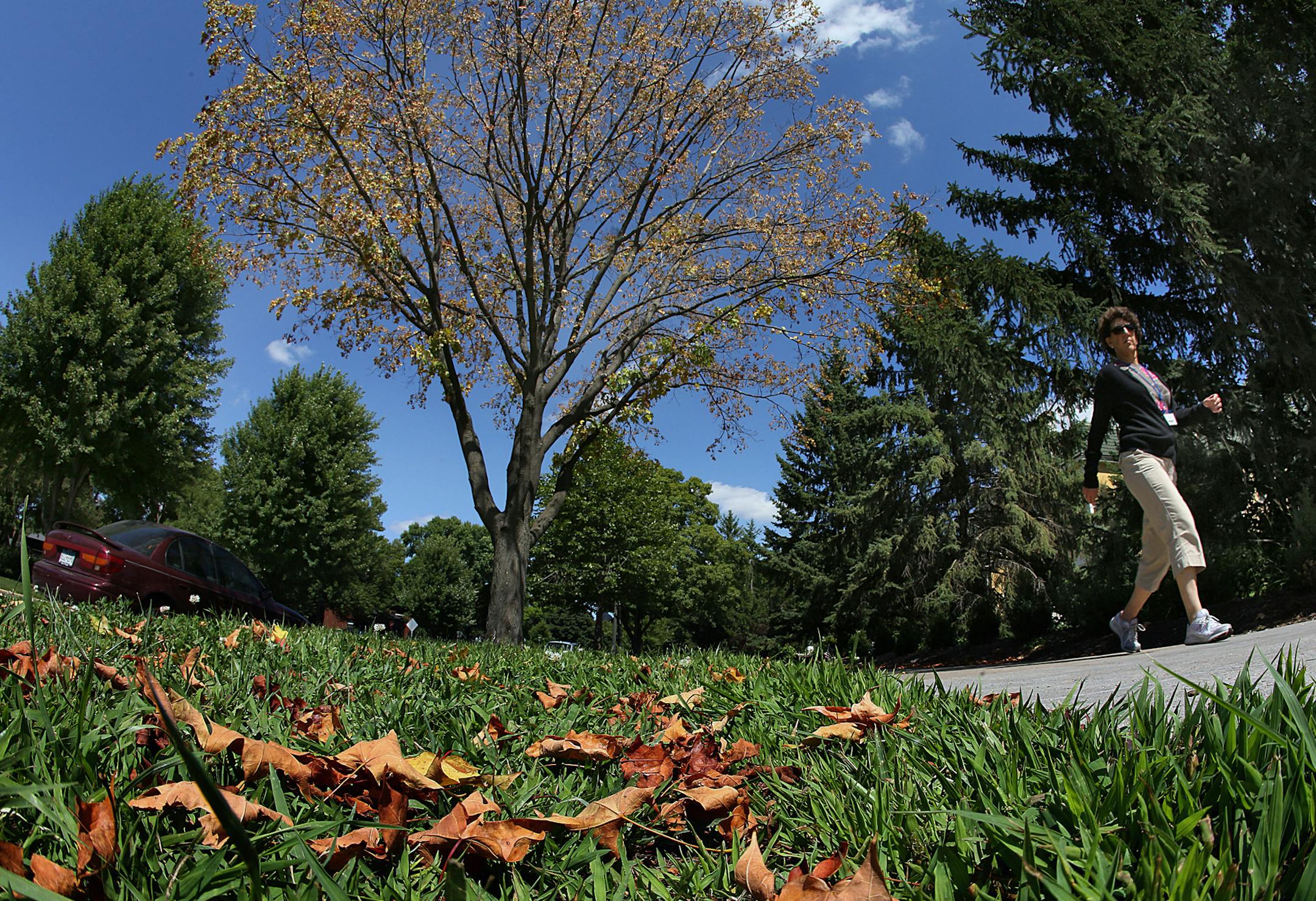Anne Kaplan, St. Paul, walked past a distressed maple tree long Summit Ave. near Ramsey Hill during her daily walk. The leaves on some trees in the metro area are beginning to change color, not signaling an early end to summer, rather, more likely because the trees are stressed, perhaps from last year&#x201a;&#xc4;&#xf4;s drought according to experts. Kaplan said that she works at the Minnesota Historical Society and was walking during her lunch break. ] (JIM GEHRZ/STAR TRIBUNE) / August 9, 2013