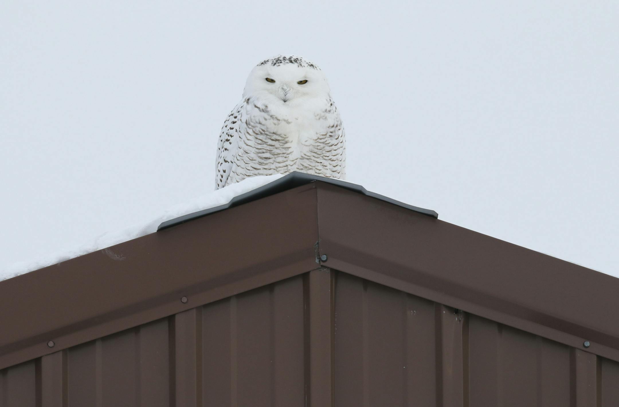 "Ramsey," one of 15 snowy owls being tracked nationally with small wireless transmitters, and the project's only suburban owl, prefers to stay within a mile or so of the COR development project along Hwy. 10 in Ramsey. The eight-month-old male owl was sitting on top of a garage while looking for prey Monday afternoon, February 24, 2014. ] JEFF WHEELER &#x201a;&#xc4;&#xa2; jeff.wheeler@startribune.com