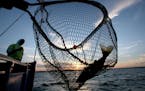 A walleye is netted, caught on the Twin Pines Resort boat at sunset Wednesday, July 29, 2015, during an evening excursion on Lake Mille Lacs.