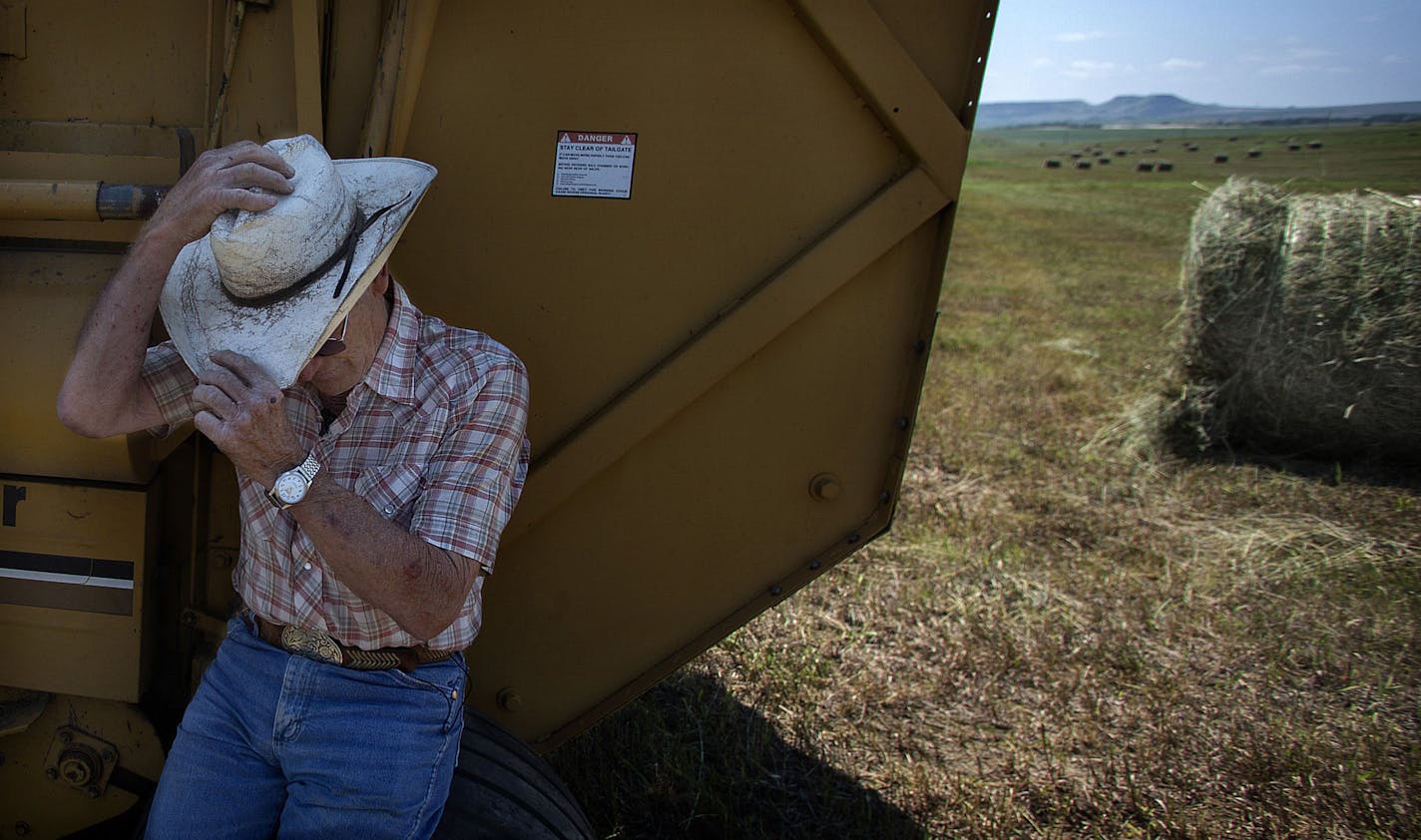 Ray Gilstad, 79, escaped from the heat of a hot, July afternoon sun while haying in a field near his home in Keene, ND. Gilstad owns 1,520 acres of land.] (JIM GEHRZ/STAR TRIBUNE) / October 23, 2013, Keene, ND &#x201a;&#xc4;&#xec; BACKGROUND INFORMATION- PHOTOS FOR USE IN SECOND PART OF NORTH DAKOTA OIL BOOM PROJECT: Rounding up of cattle and branding calves is a tradition handed down through generations of North Dakotans in the spring each year. Families take turns helping one another carry out