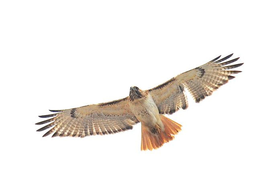 Red-tailed hawks often hover in the air to search for rodents. 